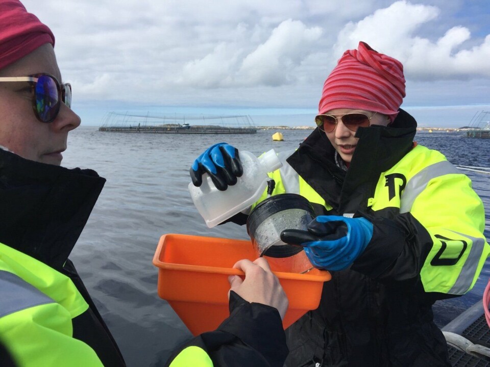 'Taskforce lakselus' sin operative fase startet offisielt i midten av mai 2017. Foto: Anna Solvang Båtnes/NTNU. 'Taskforce lakselus' sin operative fase startet offisielt i midten av mai 2017. Foto: Anna Solvang Båtnes/NTNU.