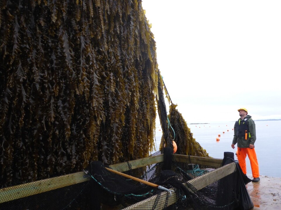 Taredyrking. Foto: Jon Funderud, Seaweed Energy Solutions.
