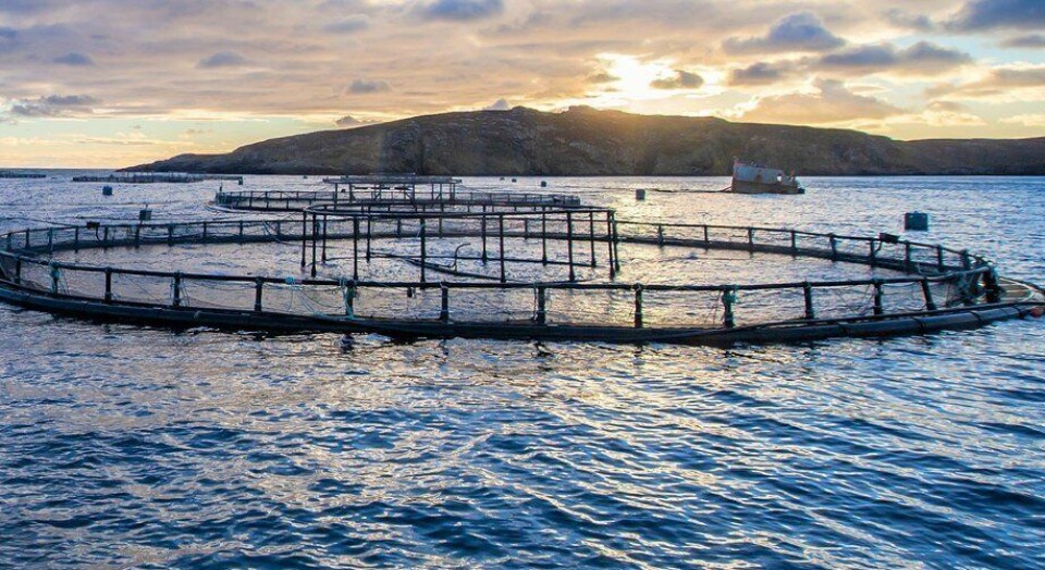 Mowi vil neppe flytte oppdrettsvirksomheten sin fra Vega, der de har 10 arbeidsplasser. Foto: Mowi.