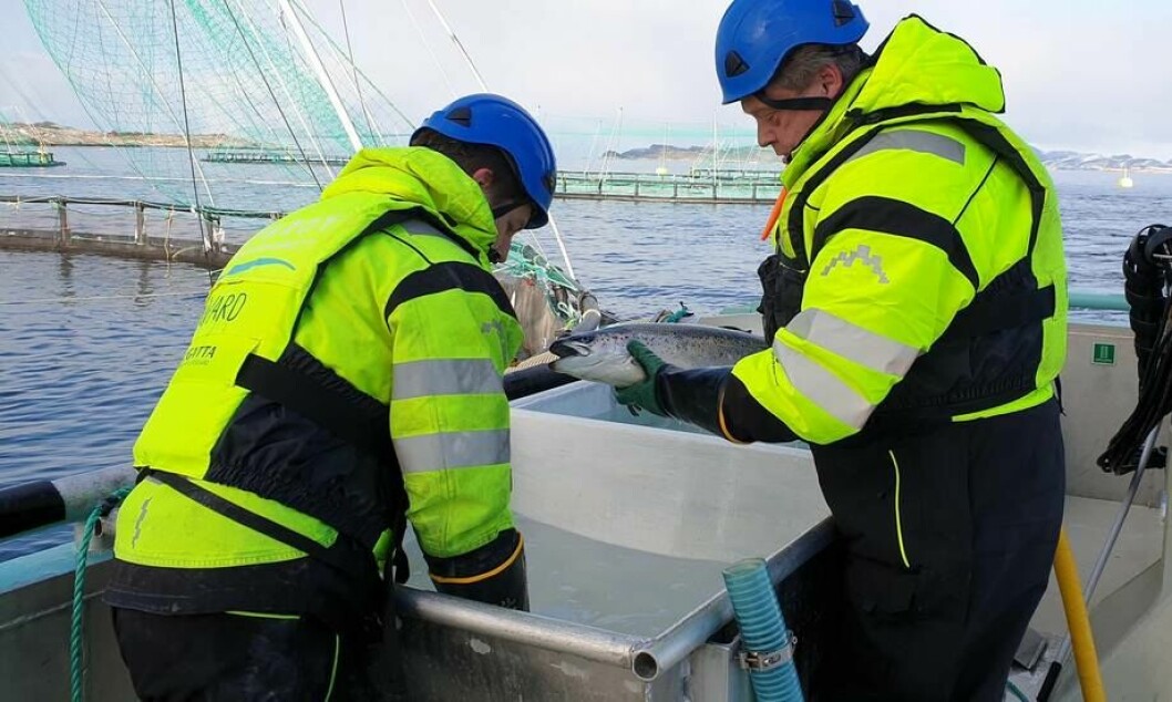 Nok et godt år Kvarøy Fiskeoppdrett, som tidligere i år hadde besøk av fiskeriminister Harald Nesvik som fikk satt seg på prøve med å telle lus. Foto: Nærings- og fiskeridepartementet