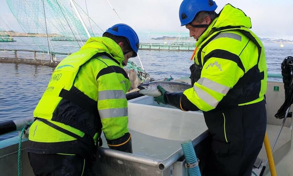 Nok et godt år Kvarøy Fiskeoppdrett, som tidligere i år hadde besøk av fiskeriminister Harald Nesvik som fikk satt seg på prøve med å telle lus. Foto: Nærings- og fiskeridepartementet Nok et godt år Kvarøy Fiskeoppdrett, som tidligere i år hadde besøk av fiskeriminister Harald Nesvik som fikk satt seg på prøve med å telle lus. Foto: Nærings- og fiskeridepartementet