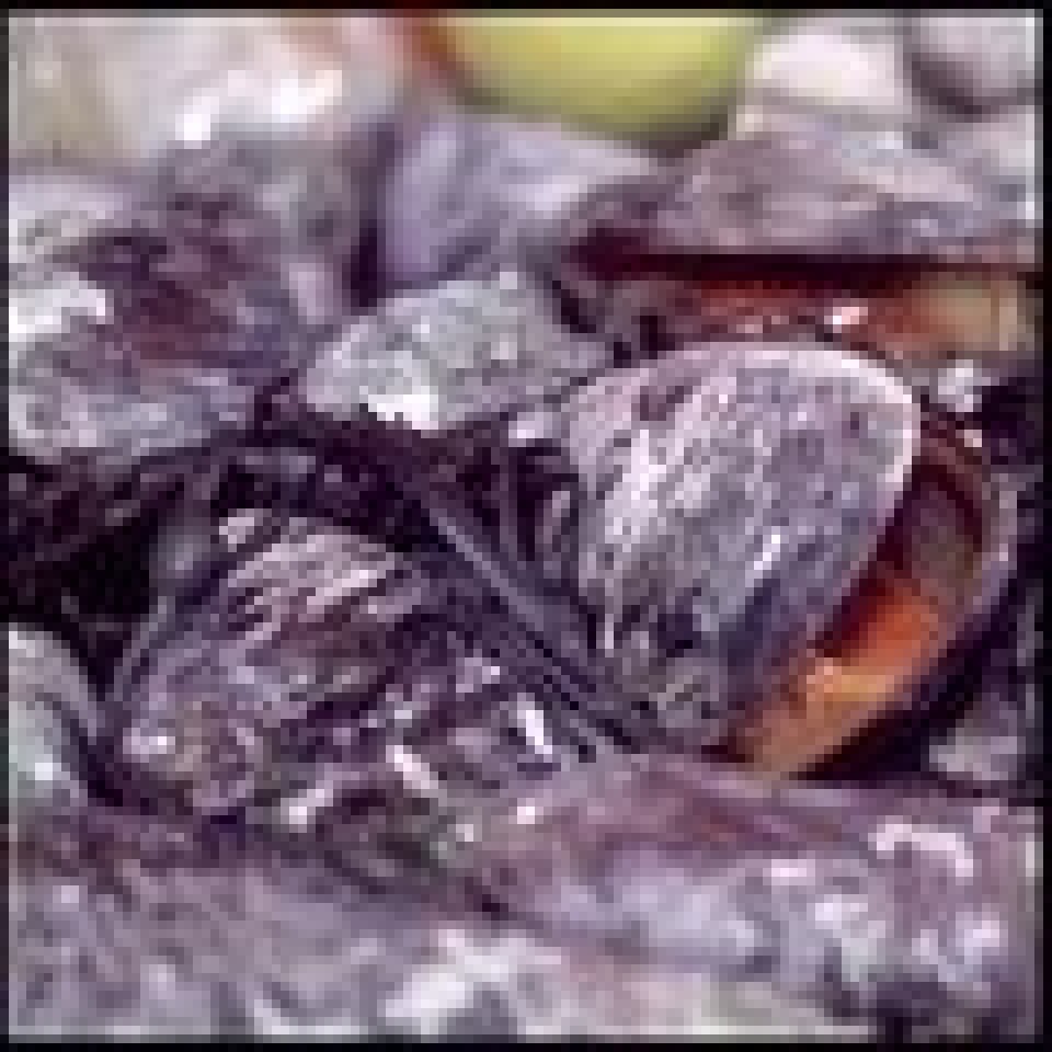 Blaskjell7