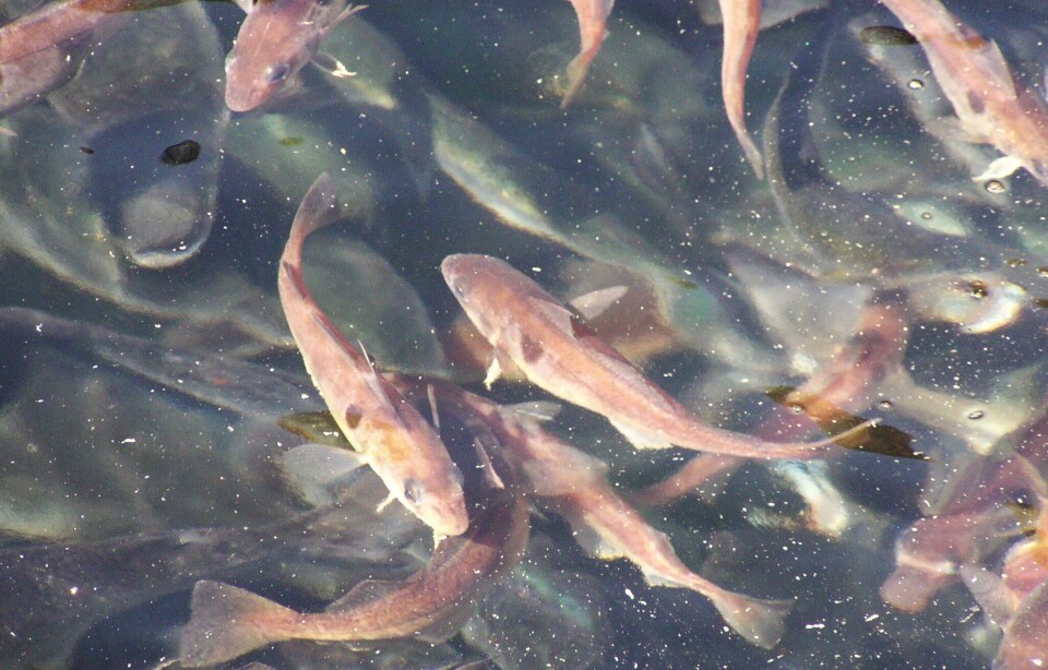 Den mindre hysa svømmer i overflaten av laksemerden. Under kan du se laks som har mørkere farge og er vesentlig større. Foto: Per Gunnar Fjelldal.