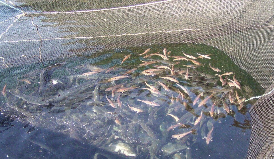 Denne merden skulle inneholde bare laks. De største og litt mørke fiskene er laks, mens de mindre og brune fiskene er hyse som kom inn i noten mens den var yngel. Fotograf: Per Gunnar Fjelldal.