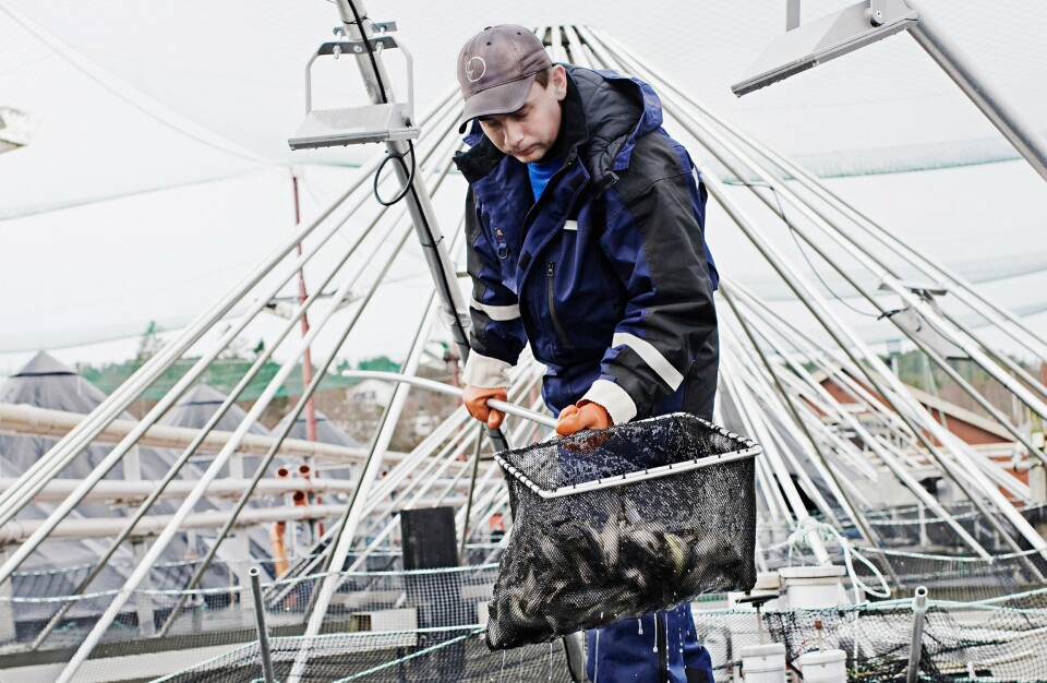 Salmar Nord og Rauma Stamfisk forsvinner