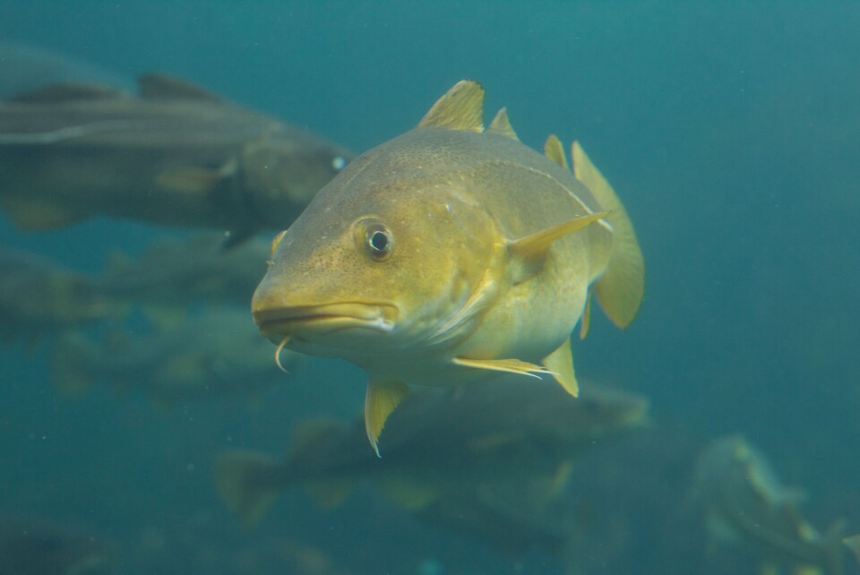 Fem veker med laksefôr på menyen påverka ikkje torskefileten. Foto: Frank Gregersen, Nofima