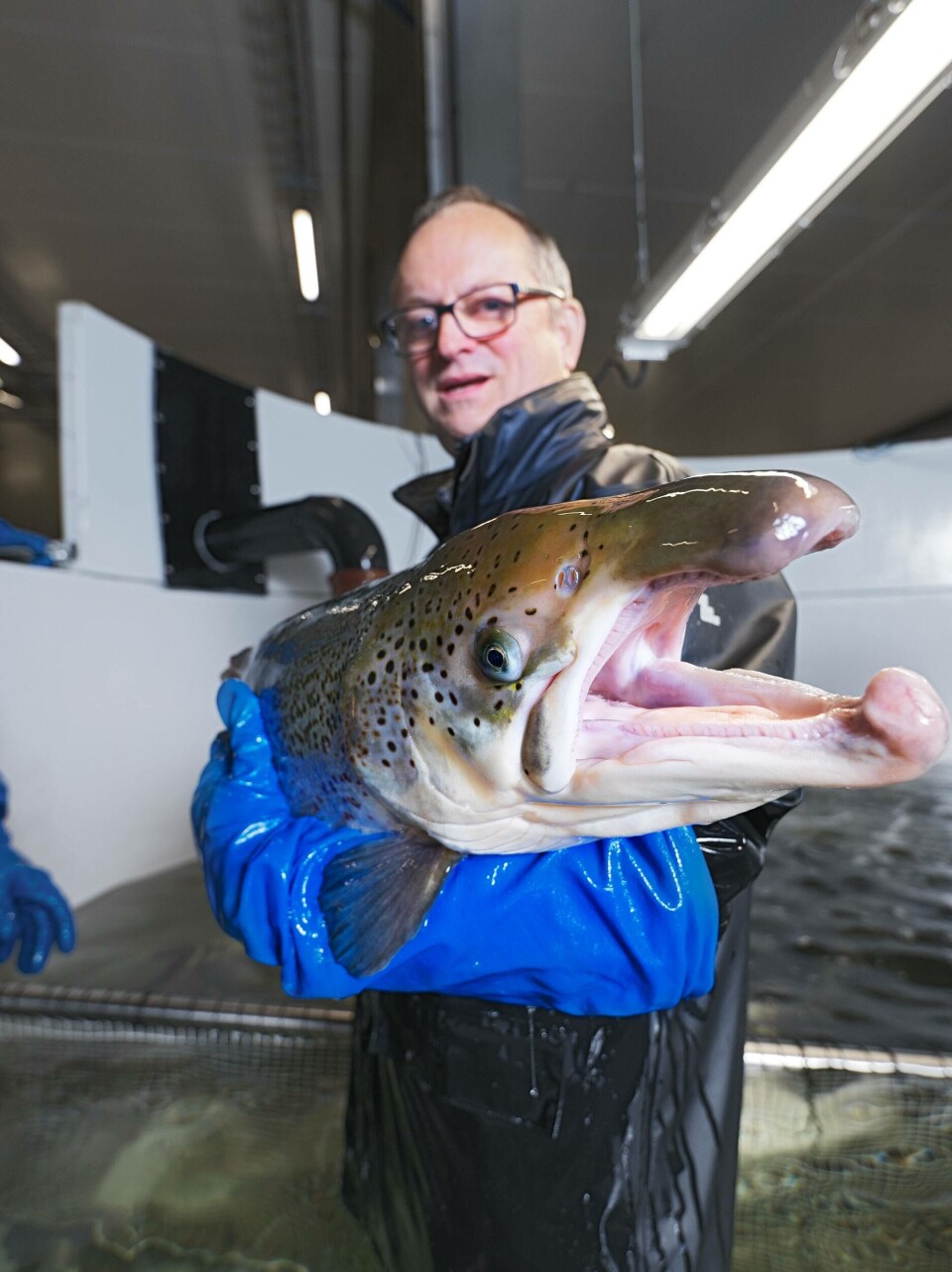 Malcolm Pye, CEO Benchmark plc i aksjon i Salten i september. Foto: Salmobreed.