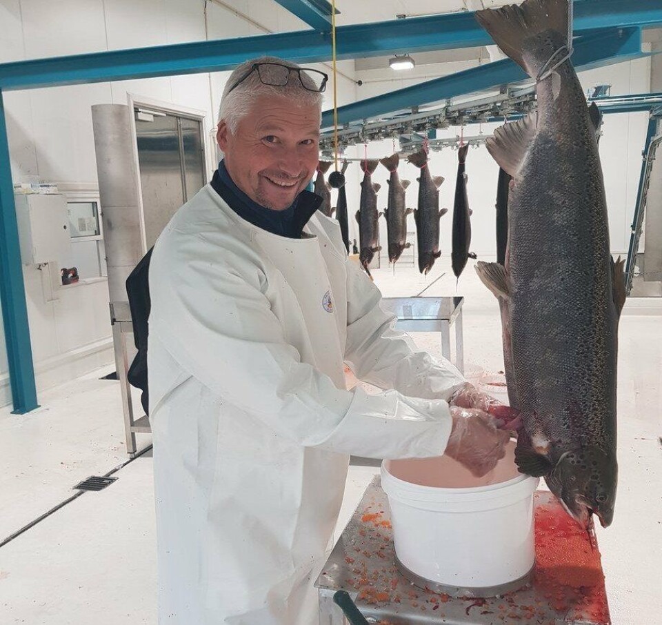 Stig Joar Krogli stryker fisk i Salten første uken i september. Foto: SalmoBreed.