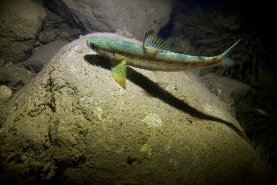 Laksesmolt fotografert på vandring ut av Vossovassdraget i mai. En ny rapport fra Vossoprosjektet viser at smolten ikke blir drept av gassovermetning fra Evanger kraftverk. Det er godt nytt for Vossolaksen. Foto: Bjørn Barlaup, Uni Research Miljø Laksesmolt fotografert på vandring ut av Vossovassdraget i mai. En ny rapport fra Vossoprosjektet viser at smolten ikke blir drept av gassovermetning fra Evanger kraftverk. Det er godt nytt for Vossolaksen. Foto: Bjørn Barlaup, Uni Research Miljø