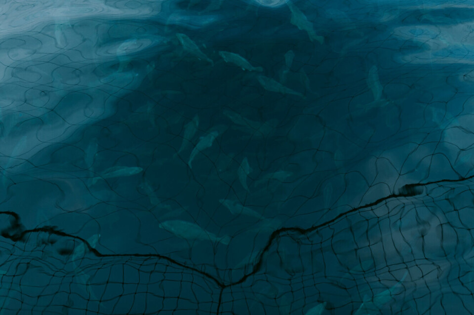 Gadus Group har flere nye lokaliteter inne til vurdering, og selskapet ser etter steder der de belaster miljøet minst mulig. Foto: Gadus Group