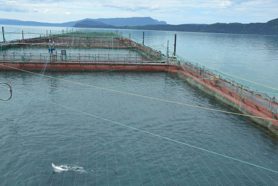 Visningssenteret «Salmon Eye» blir tilknyttet Eide Fjordbruks lokalitet Hågardsneset i Rosendal, Kvinnherad kommune. Foto: Margarita Savinova. Visningssenteret «Salmon Eye» blir tilknyttet Eide Fjordbruks lokalitet Hågardsneset i Rosendal, Kvinnherad kommune. Foto: Margarita Savinova.