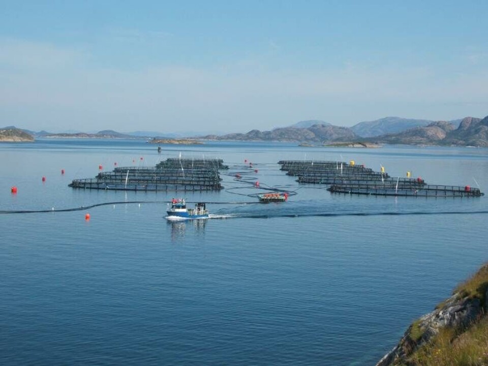 Rørvikoppdretteren SalmoNor går inn på eiersiden i lakseeksportøren Seaborn. Foto: SalmoNor.