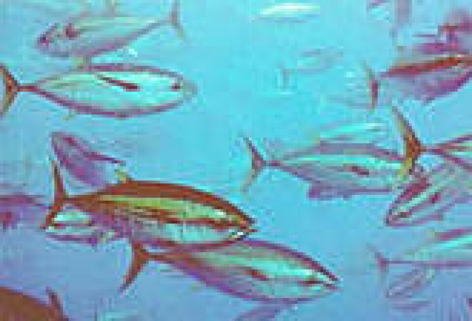 Tunfisk