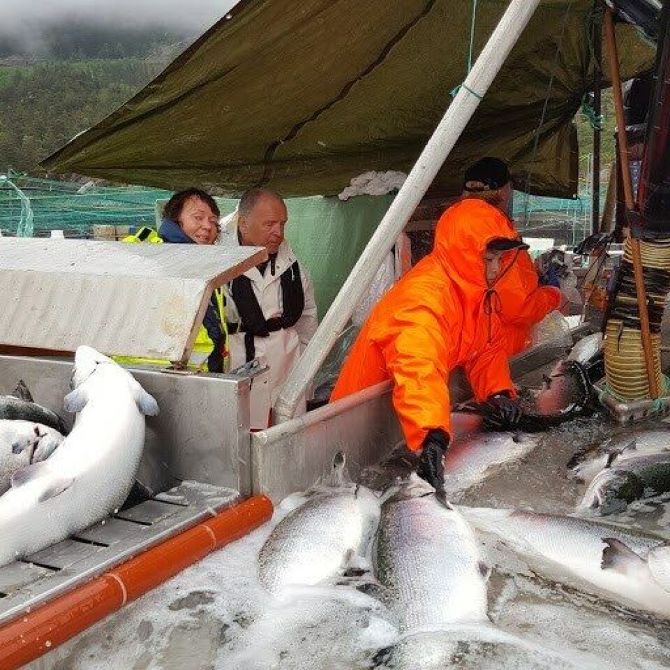 Bolaks har nettopp avsluttet første produksjon av stamfisk i lukket merd fra Botngaard System. Foto: Bolaks.