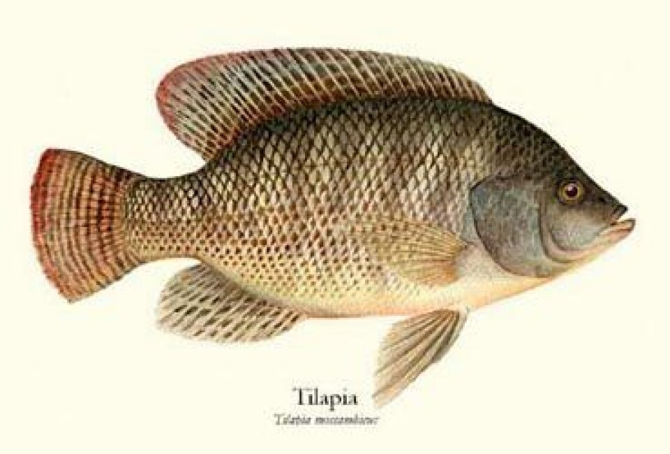Startar fiskeoppdrett i Afrika
