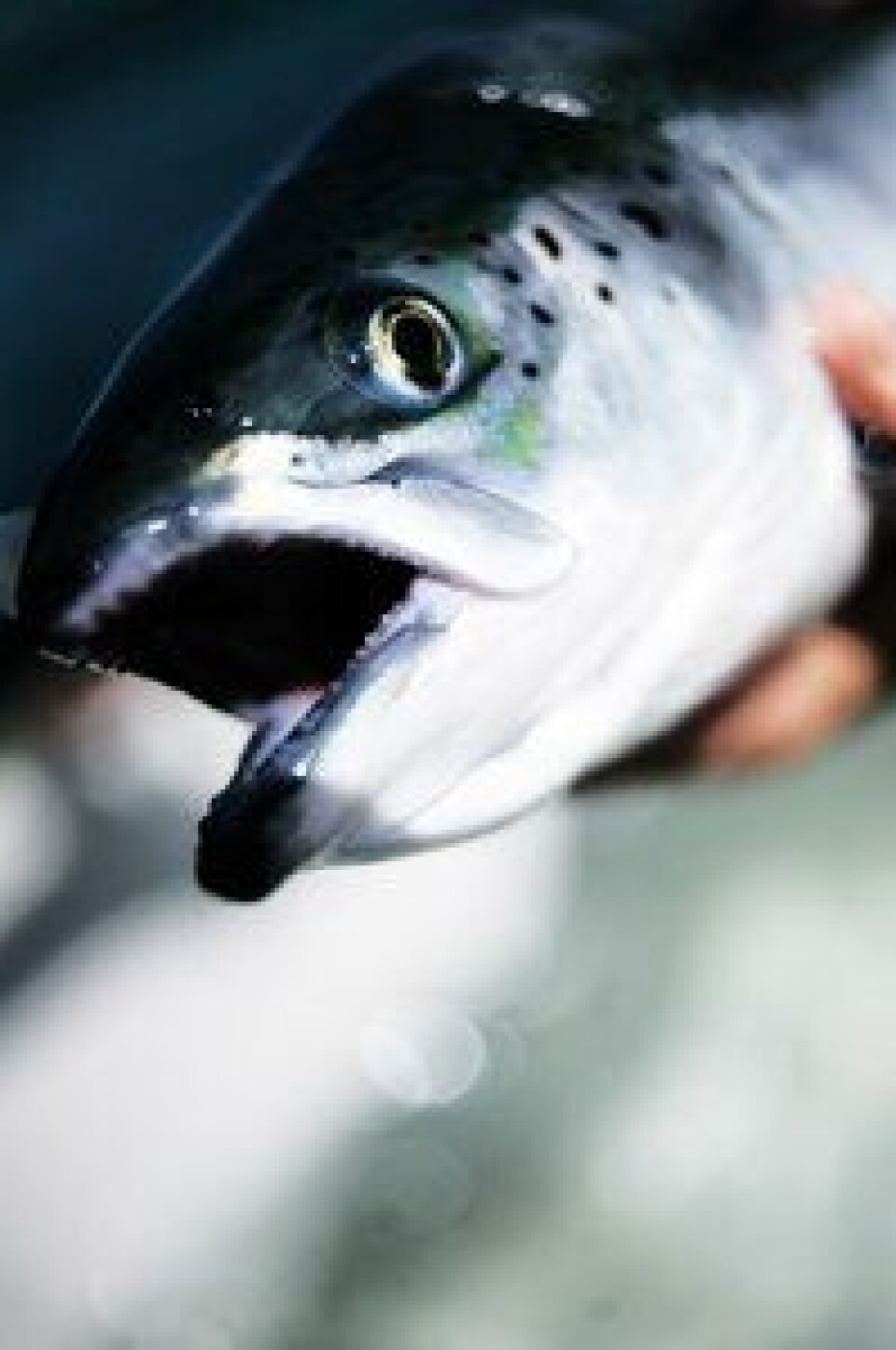 Oppdrettslaks har fått klassifiseringen gult hos WWF. Foto: Marine Harvest
