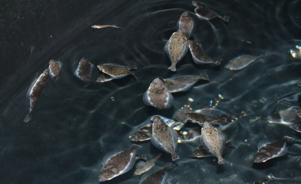 Illustrasjonsbilde av kveite. Foto: Magnus Petersen.