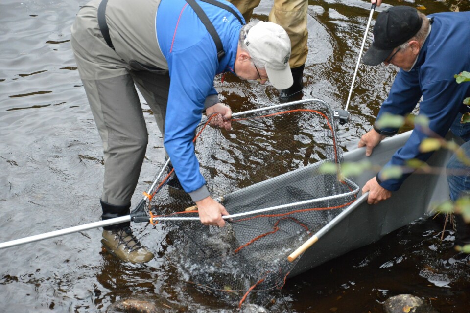 Laks frå genbanken i Hardanger settes ut. Foto: Therese Soltveit.