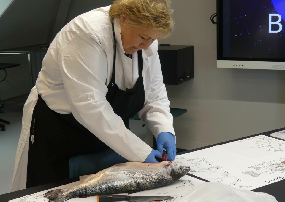 Norwegian PM Erna Solberg attempts to dissect a fish during the tour of the new visitor centre in Bergen. Click on image to enlarge. Photo: Ole Andreas Drønen.