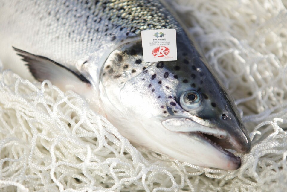 Selskapet PNS har stor tro på «Label Rouge» laksen deres, og mener den på sikt vil gi en høyere inntjening enn 'vanlig' kommersiell laks. Foto: Pure Norwegian Seafood.