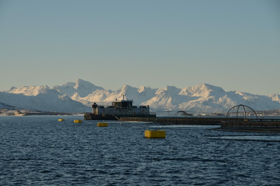 Lokaliteten Reinsnesøya, ligg i Sortlandsundet i Sortland kommune, hvor Eidsfjord Sjøfarm har satt ut vårsmolt på over 800 gram. Foto: Eidsfjord Sjøfarm. Lokaliteten Reinsnesøya, ligg i Sortlandsundet i Sortland kommune, hvor Eidsfjord Sjøfarm har satt ut vårsmolt på over 800 gram. Foto: Eidsfjord Sjøfarm.
