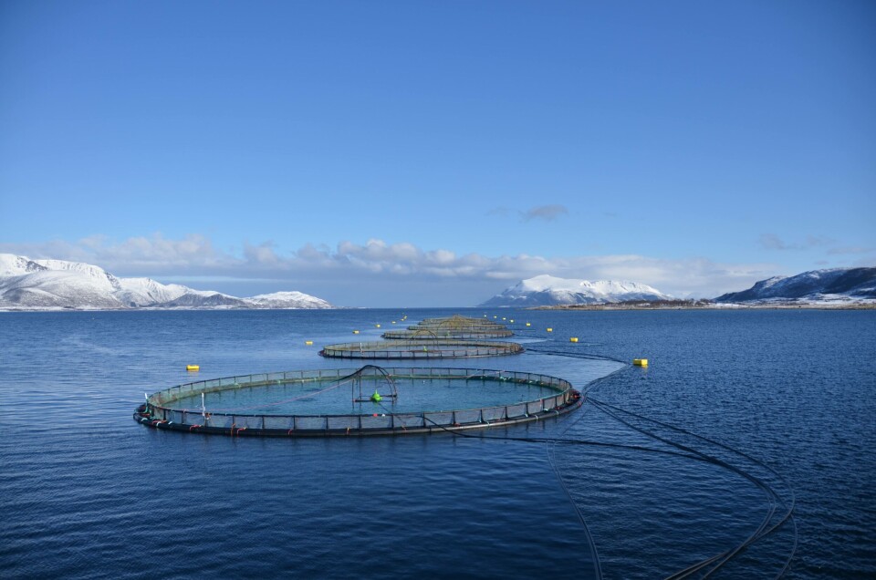Reinsnesøya lokaliteten hvor det ble satt ut storsmolt på 840 gram. Foto: Eidsfjord Sjøfarm. Reinsnesøya lokaliteten hvor det ble satt ut storsmolt på 840 gram. Foto: Eidsfjord Sjøfarm.