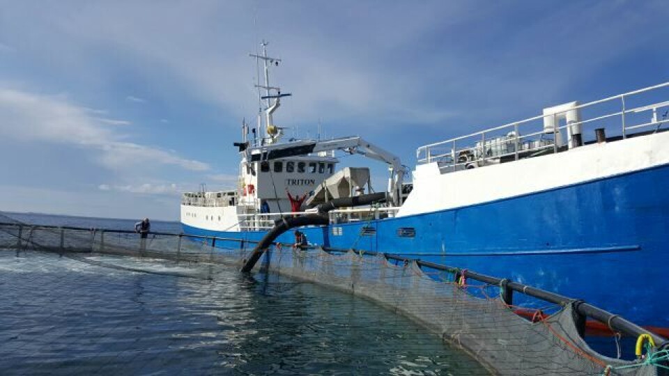Triton leverte fisken. Foto: Namdal Torsk.