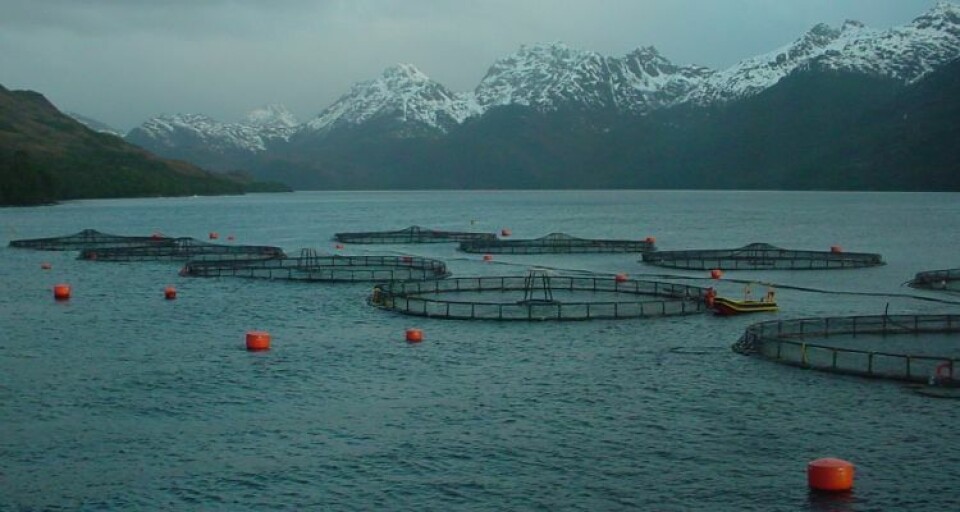 Chile produserer mer enn før. Her i Magellan-regionen forventer de en dobling iløpet av få år. Foto: SalmonExpert. Chile produserer mer enn før. Her i Magellan-regionen forventer de en dobling iløpet av få år. Foto: SalmonExpert.