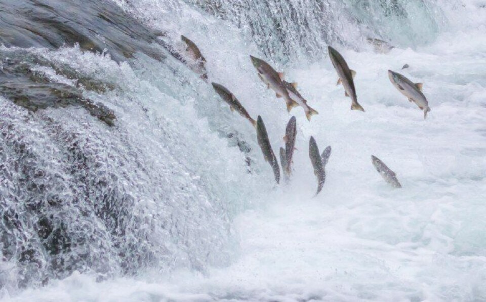 Foto: Shutterstock.