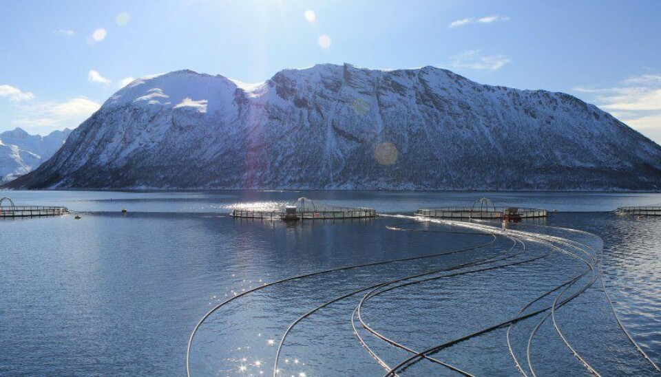 Illustrasjonsbilde: Kvarøy Fiskeoppdrett.