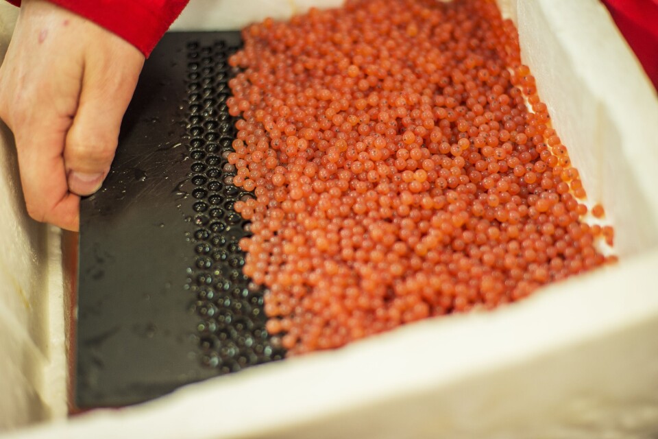 Rognillustrasjon. Foto: Salmobreed