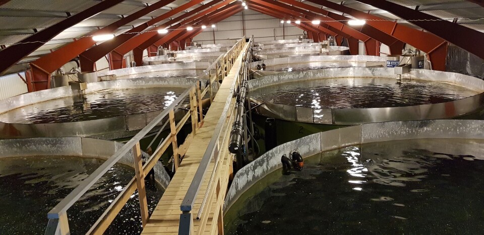 Selskapet produserer settefisk av både laks og ørret. Foto: Sande Settefisk. Selskapet produserer settefisk av både laks og ørret. Foto: Sande Settefisk.