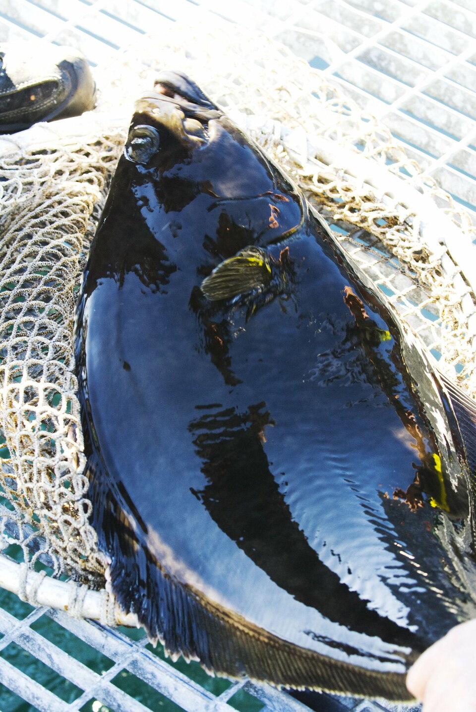 Det tar rundt fem år å få kveita frem til slaktestørrelse. Foto: Sterling White Halibut.