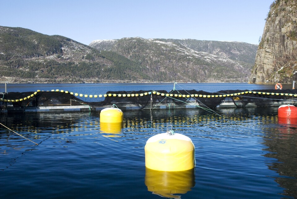 Kveitemerdene til Sterlig White Halibut i Vindafjord. Foto: Sterling White Halibut.