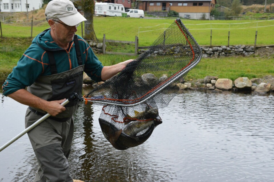 Sven Helge Pedersen frå Hardangerfjord Villfisklag har i ei årrekke jobba for å beholde genetikken til villfisken i Hardanger, Foto: Therese Soltveit.