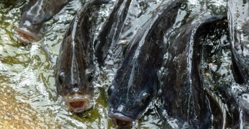 STIM vil øke satsningen på annen fiskeproduksjon