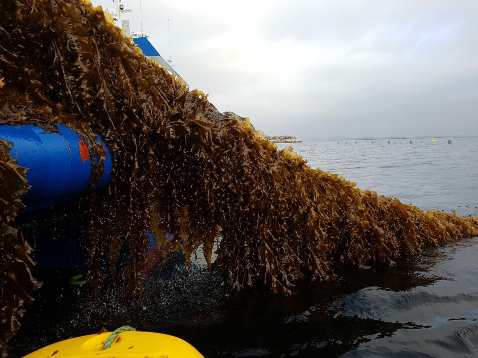 Ocean Forrest er et av prosjektene som får penger av Forskningsrådet. Foto: Lerøy Seafood Group/Ocean Forrest.