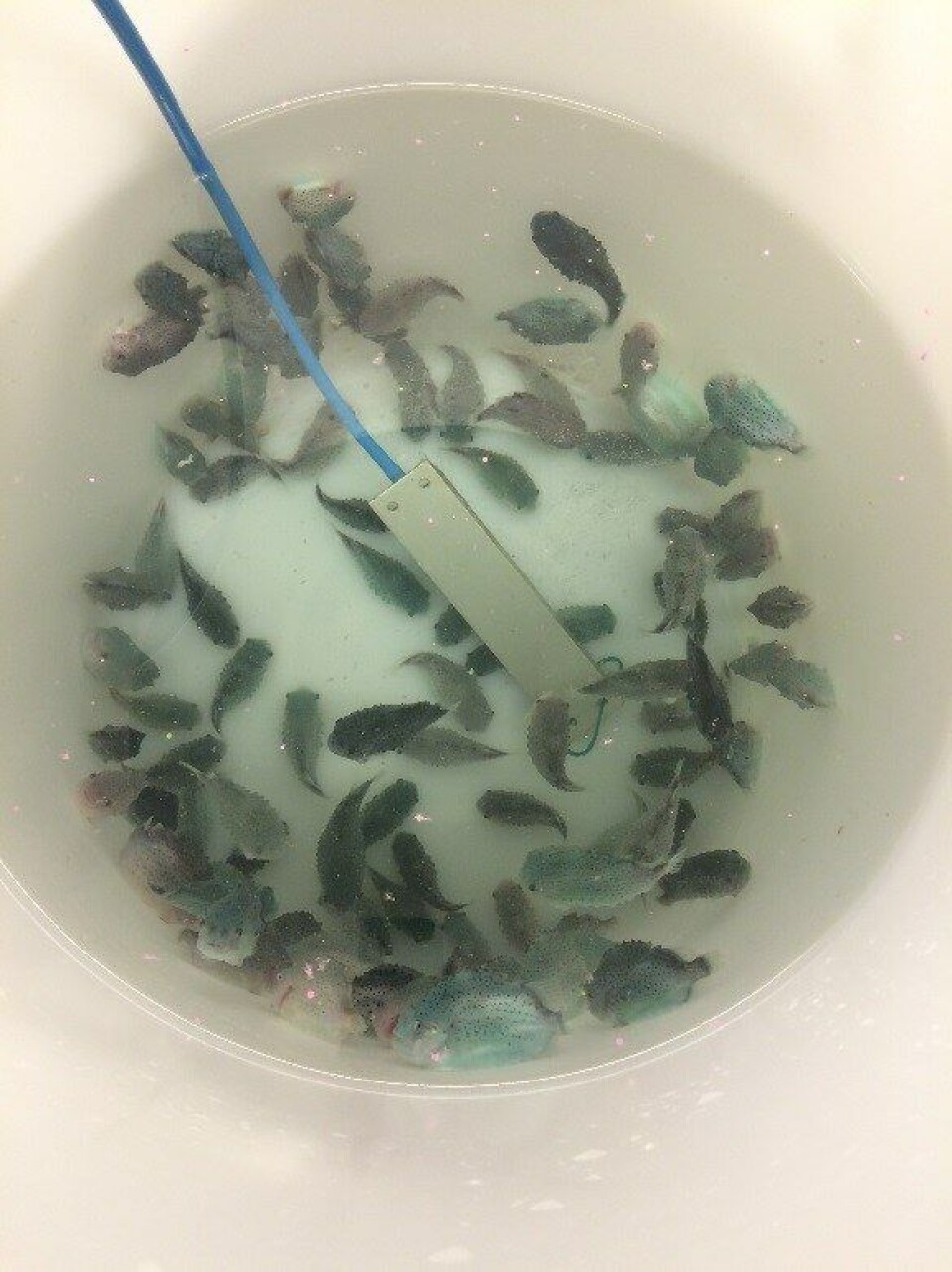 Smitteforsøk rognkjeks. Foto: Atle Mortensen