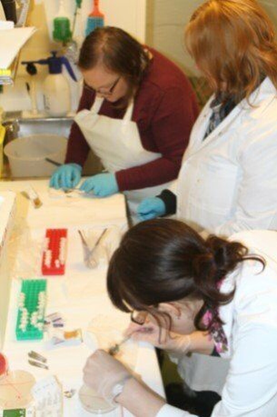 Smitteforsøk av rognkjeks. Foto: Atle Mortensen