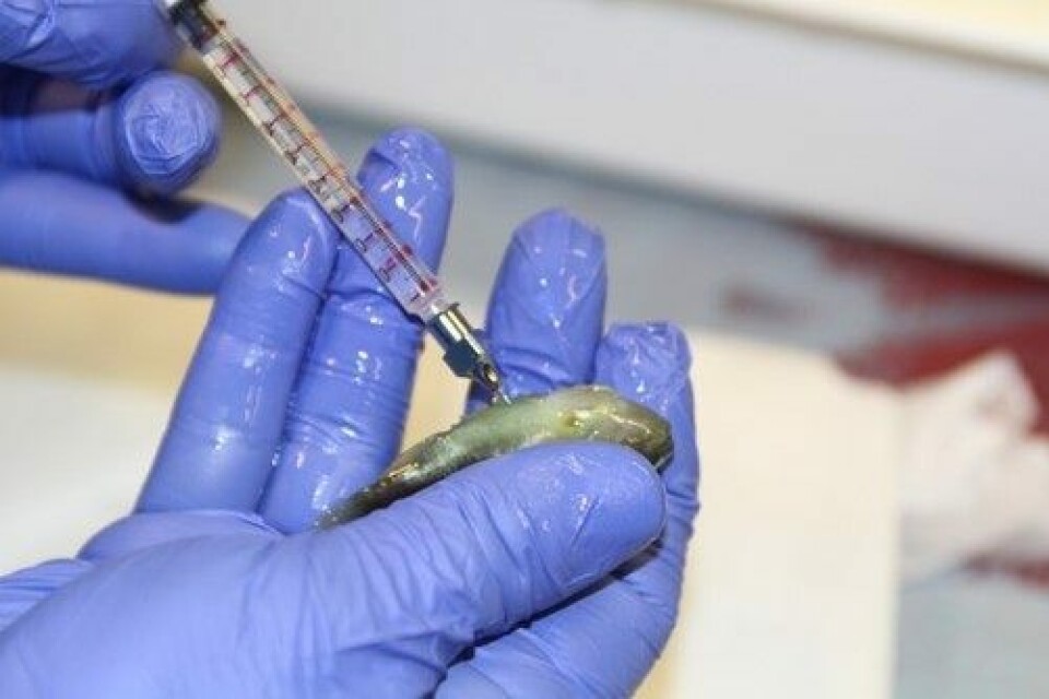 Smitteforsøk rognkjeks. Foto: Atle Mortensen.