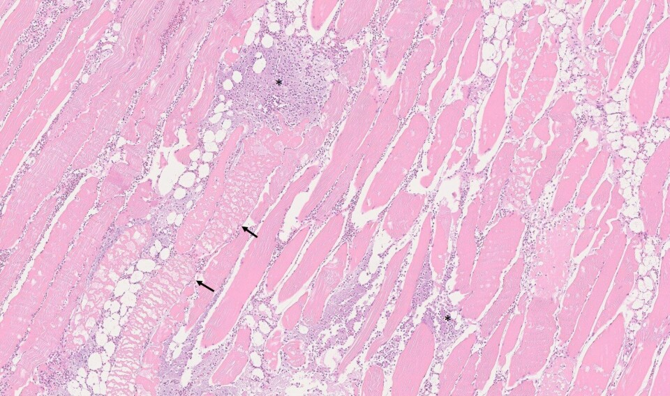 Skjelettmuskel med omfattende betennelse og infiltrasjon av pasteurella-bakterier (stjerne). Fokal degenerasjon av hvit muskel (pil). Foto: Veterinærinstituttet