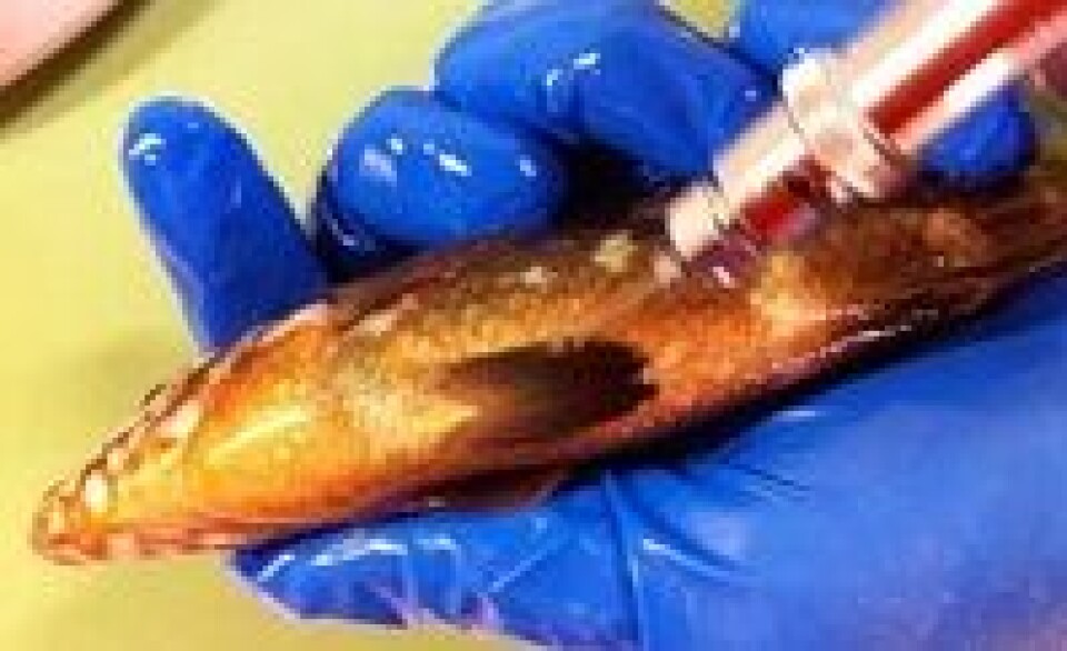 MABIT lyser også ut midler til akvakultur og fiskehelse. Foto: Kyst.no