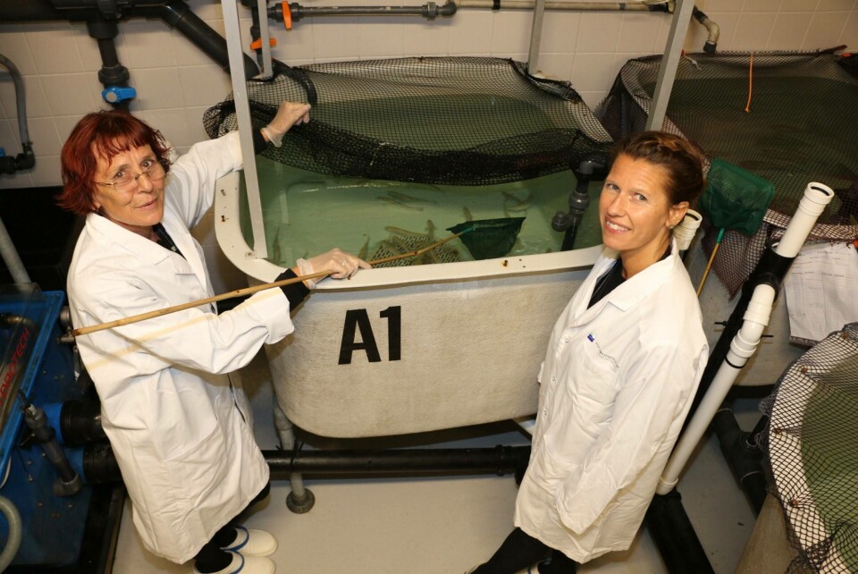 F.v. Unni Grimholt og Helena Hauge på Fiskelaboratoriet, som Veterinærinstituttet deler med NMBU Veterinærhøgskolen. Foto: Mari M. Press.