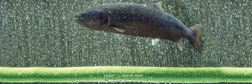 Foto: Storvik Aqua.