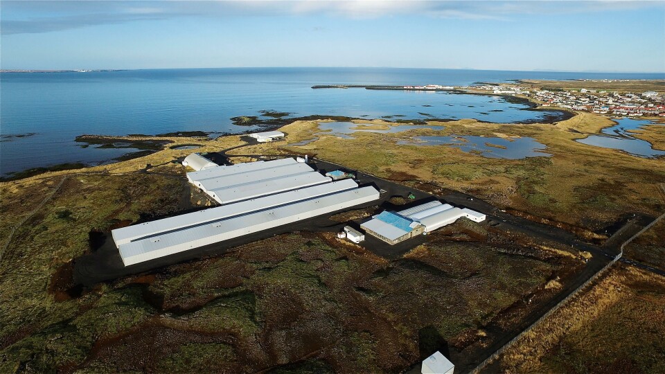 Stofnfiskurs anlegg på Island henter vann, både saltvann og ferskvann, fra borehull i lavasteinen. Dermed er det fritt for laksepatogener. Bildet er av stamfiskanlegget ved Vogar, beliggende mellom flyplassen Keflarvik og hovedstaden Reykjarvik. Foto: Stofnfiskur.