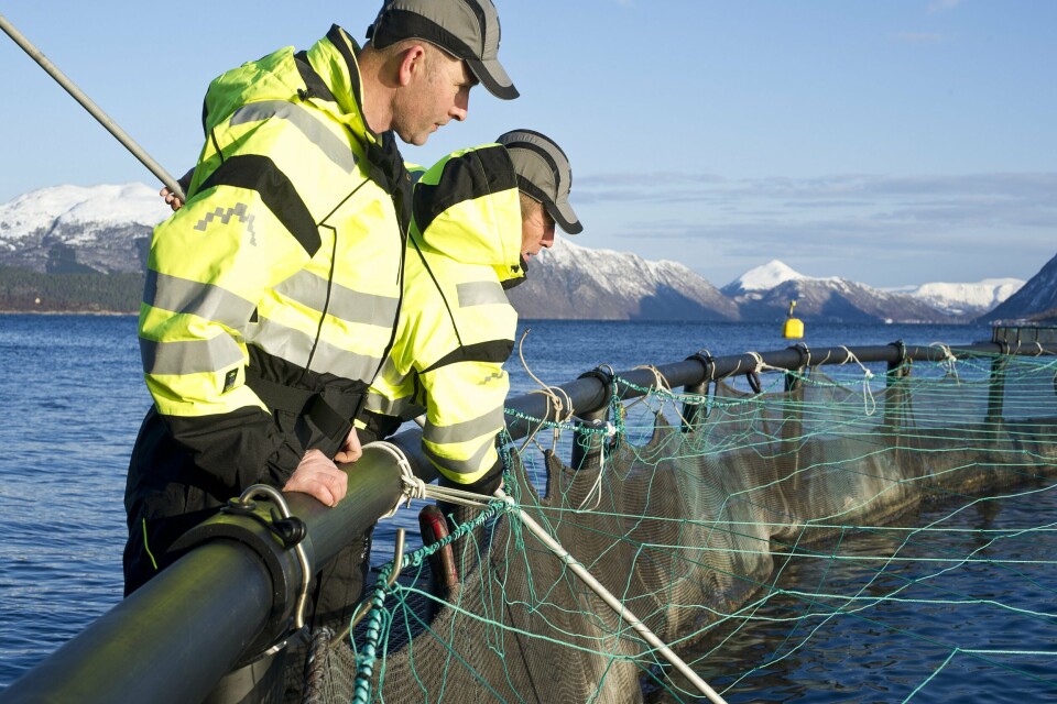 Røkter, arbeidere, merd, not, ringmerd, kontroll, håv, oppdrettsanlegg