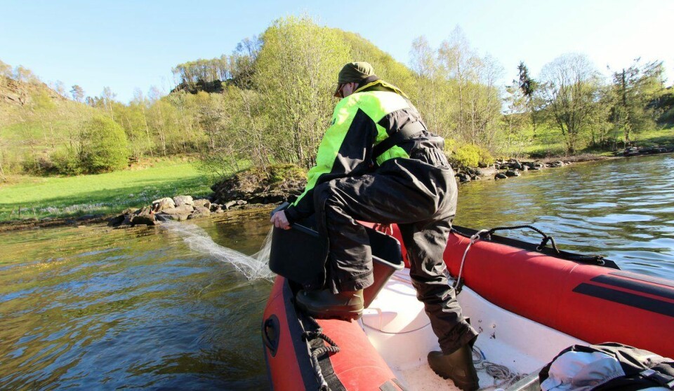 Havforskningsinstituttet overvåker mengden lus på vill laksefisk. Bildet er tatt på feltarbeid i Etne. Foto: Rune Nilsen, Havforskningsinstituttet Havforskningsinstituttet overvåker mengden lus på vill laksefisk. Bildet er tatt på feltarbeid i Etne. Foto: Rune Nilsen, Havforskningsinstituttet