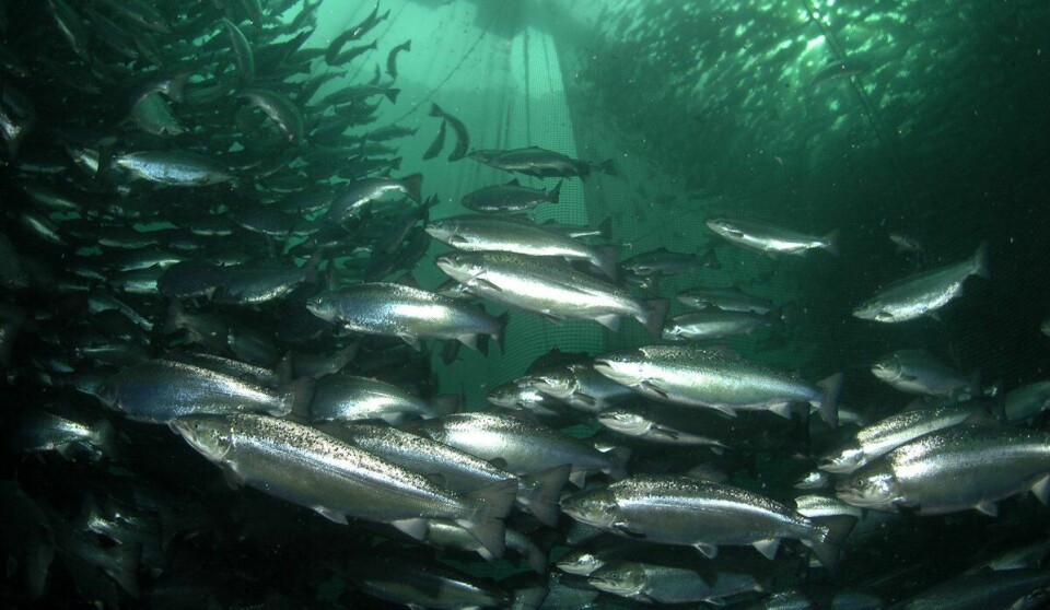 Havforskningsinstituttet har siden 2015 samarbeidet med oppdrettere og fiskehelsetjeneste for å dokumentere velferden til triploid laks i kommersiell produksjon i Nord-Norge. Nå er dataene for laks utsatt 2014–2017 analysert og publisert i en samlerapport. Foto: Erling Svensen.