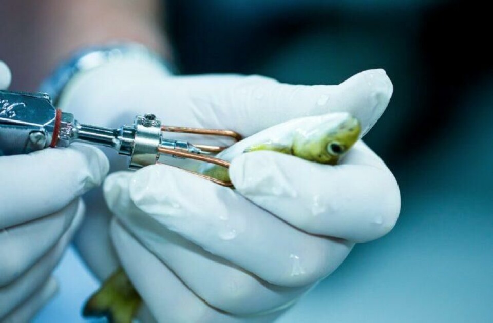 Autogen vaksine illustrasjon. Foto: Vaxxinova.