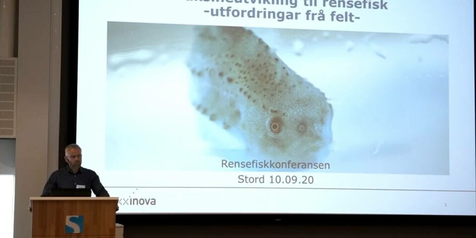 Vaxxinova Utvikler Nytt Vaksineprosjekt Til Rensefisk Vaxxinova Utvikler Nytt Vaksineprosjekt Til Rensefisk